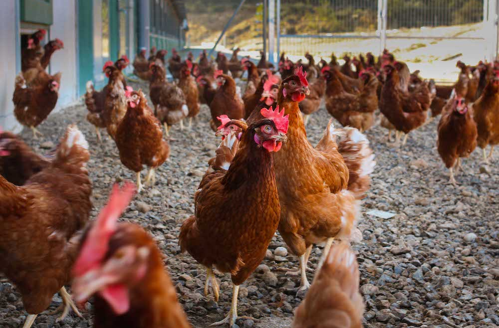 Gallinas Ponedoras de 16 Semanas: Todo lo que Necesitas Saber