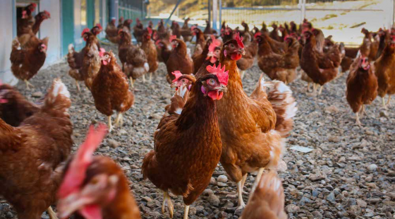 Gallinas Ponedoras de 16 Semanas: Todo lo que Necesitas Saber