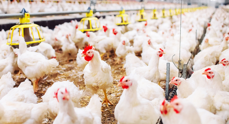 ᐈ Venta de Gallinas Ponedoras 🐔🥚