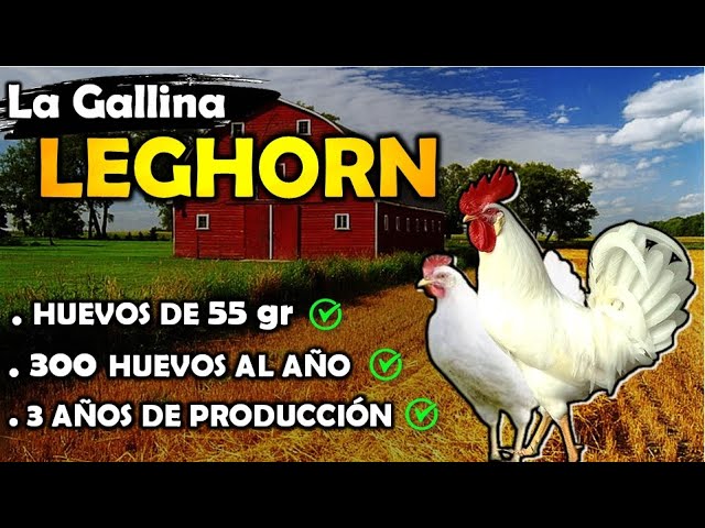 gallina leghorn - Mexico