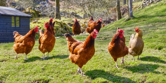 Gallinas Ponedoras en México