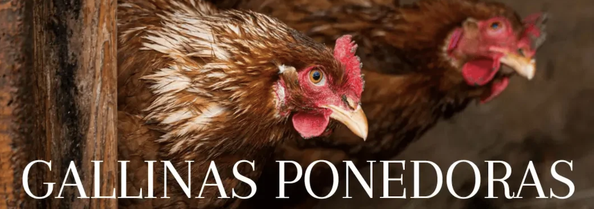 gallinas ponedoras precios