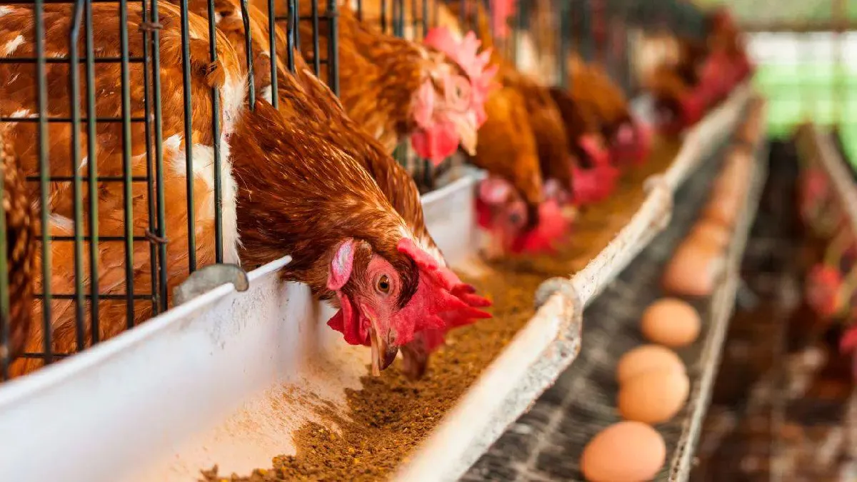 alimentacion gallinas ponedoras