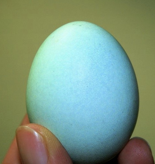 gallina de huevos azules