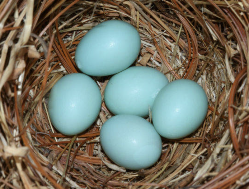 Gallina de Huevos Azules