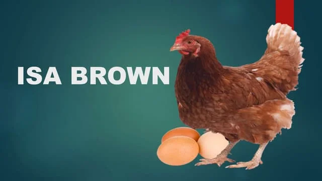 Gallinas Ponedoras Raza Isa Brown: Precio Actual y Factores que lo Afectan