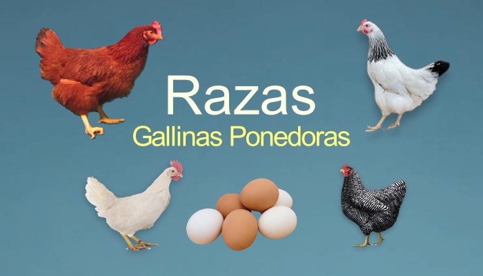 razas gallinas ponedoras