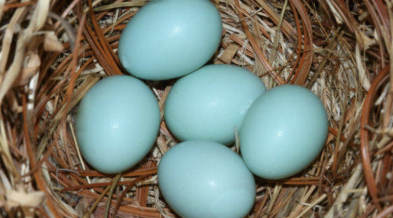 Gallina de Huevos Azules