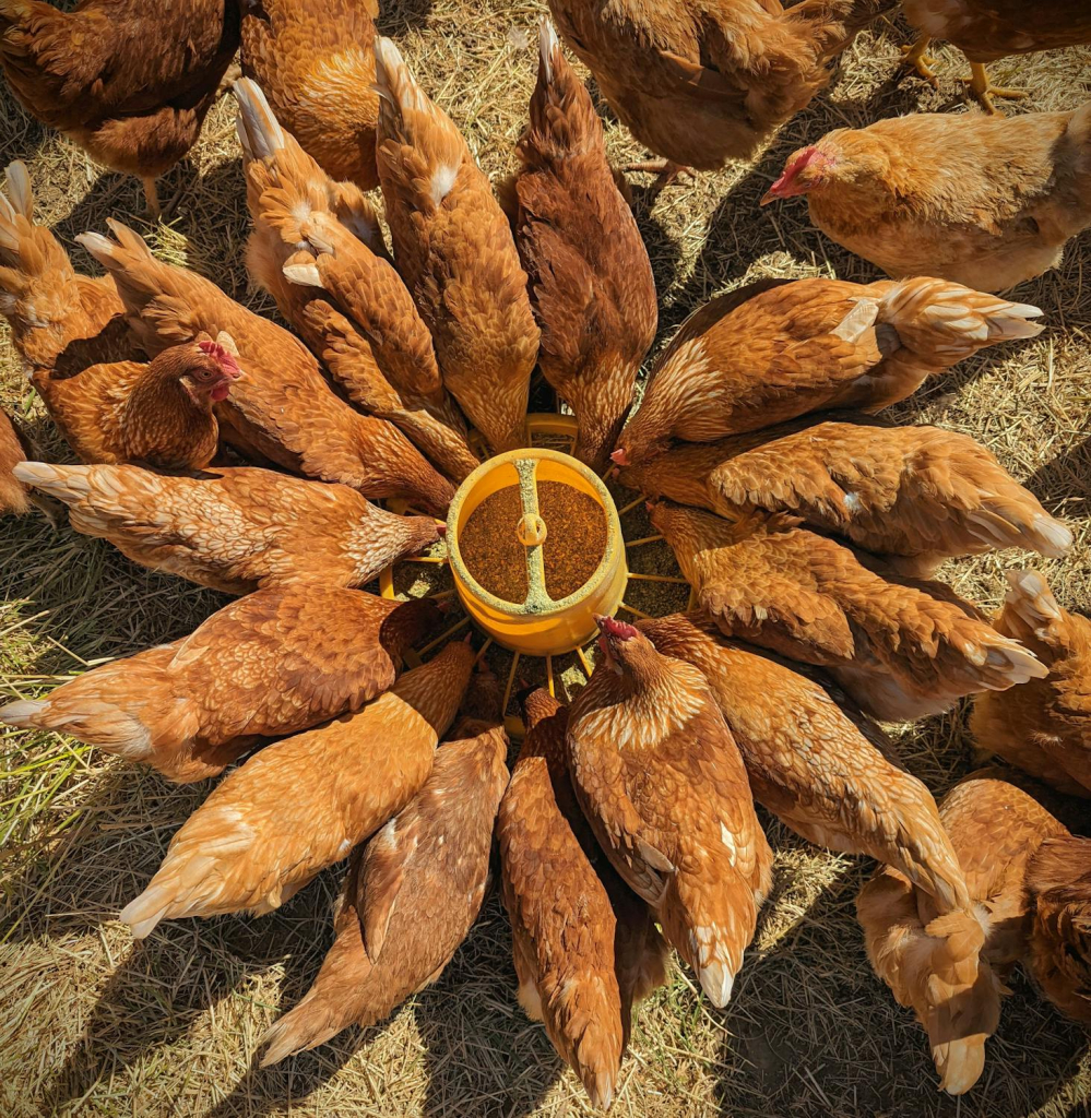 venta de gallinas ponedoras