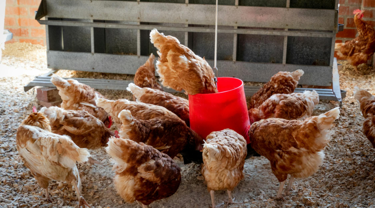 Gallinas Ponedoras: Las Mejores Razas y Países Donde Se Crían